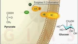 Phosphotransferase System PTS Transport YouTube [upl. by Tori]