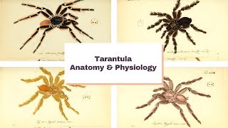 Tarantula Anatomy amp Physiology The Basics [upl. by Nawud554]