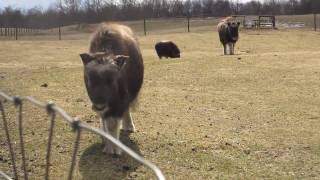 VISITING THE PALMER MUSK OX FARM [upl. by Reace]