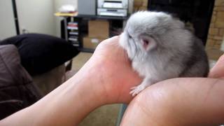 Adorable 1Day Old Chinchilla [upl. by Rehtaef850]