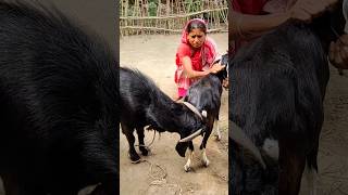 औरत ने करवाया बकरों की ब्रीडिंग  Women got Goats breed goat babygoats goatfarming shorts [upl. by Adelle]