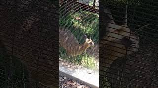 Klipspringer jumps on and off a rock at the Oakland Zoo [upl. by Curren481]