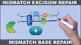 Mismatch Excision Repair in Eukaryotes [upl. by Ahsein]