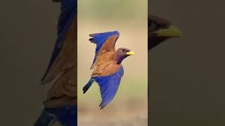 Broad Billed Roller Bird [upl. by Sigmund817]