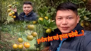 गाउमा सुन्तला पाक्योपाल्पा रिब्दिकोटको सुन्तला rameshsaru suntala oranga palpa [upl. by Peh]