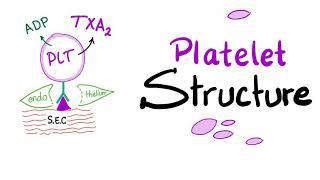 Platelet Structure  Thrombocytes Are The Babies of Megakaryocytes  Hemostasis  Hematology [upl. by Onoitna]