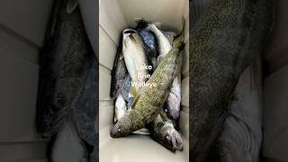 walleye fishing on Lake Erie walleyefishing takemefishing fishing [upl. by Nuy]