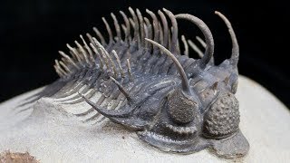 Triumph of the Trilobites [upl. by Keraj]