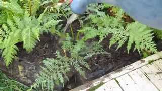 Grow Tree Ferns [upl. by Niasuh]