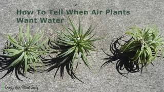 How to Tell When Air Plants Want Water [upl. by Eiral382]