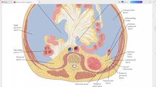 ABDOMEN ANATOMY NETTER SERIES [upl. by Ikkiv]