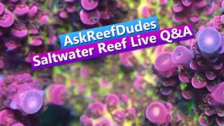 AskReefDudes  Live Saltwater Reef Tank QampA [upl. by Ijat]