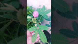 Touchmenot plantsensitive plant mimosa pudica leaves in action [upl. by Fabrianna446]