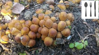 Czernidłak błyszczący Coprinellus micaceus Jaworzno 22042017 [upl. by Caron]