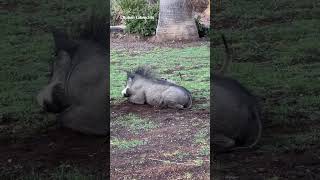 Timón y Pumba en la vida real así se divierten Jerry el suricata y Betsie la jabalí [upl. by Innos]