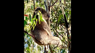 Mr Koala Hanging Out With Us At Our BBQ [upl. by Ahsirhcal]