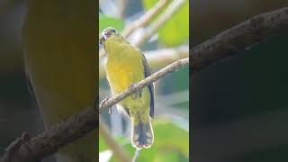 Thick billed spiderhunter [upl. by Nylemaj]