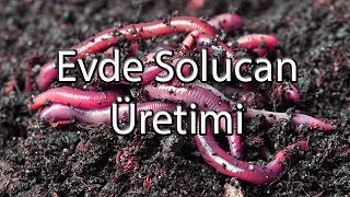 Organik Solucan Gübresi Üretimi Nasıl Yapılır [upl. by Ainecey60]