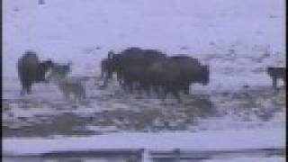 Yellowstone wolves hunting bison [upl. by Elbert]