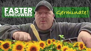 Unlock The Secrets To Early Sunflower Germination [upl. by Alahc]