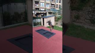 Sesión de mortales y flips🔥🙀flipaclip parkour mortal freestyle viralvideo neardeathexperience [upl. by Anyad985]