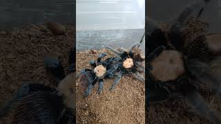 Brachypelma albiceps самка и самец Что будет дальше [upl. by Lebaron]