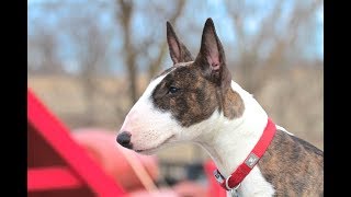 Bull Terrier Puppy  Training session using very simple equipment [upl. by Oninotna]