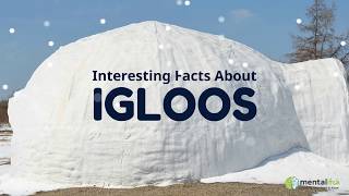 Interesting Facts About Igloos [upl. by Rodoeht]