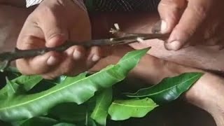 Epicotyl grafting of Mango [upl. by Garap131]