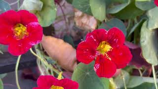 Nasturtium ‘Cherry Rose Jewel’ [upl. by Eizus]