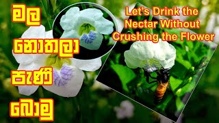 මල් පැණි බොමු  Lets drink nectar [upl. by Ayiram371]