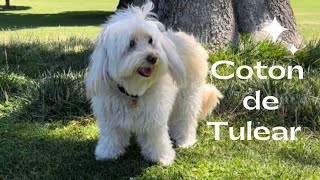 Coton de Tulear  The adorable funny small dog from Madagascar [upl. by Schreib]