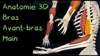 Description Anatomique 3D des Muscles et ligaments des bras et des mains Naturosoutien [upl. by Grady]