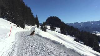 Winterwanderweg Oberallgäu [upl. by Plotkin]