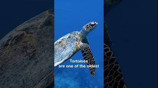 Tortoise Nature’s Slowpoke 🐢 shorts ytshorts [upl. by Hafital]