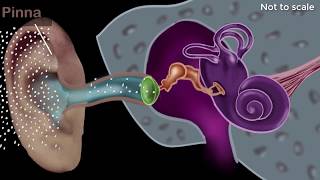 Human ear  structure amp working  Sound  Physics  Khan Academy [upl. by Yttig]