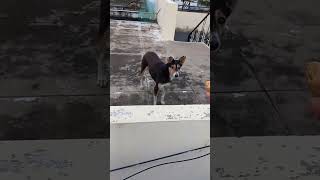 this is shandi 🐕please subscribe [upl. by Rosa]