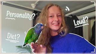 Is a Pionus for you Pionus parrot care guide and tips [upl. by Erret191]