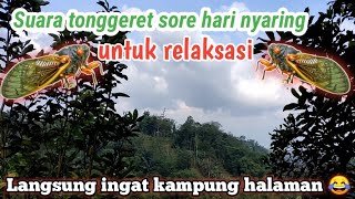 Suara Tonggeret Sore Hari Nyaring  1Jam Nonstop  Relaksasi [upl. by Goff]