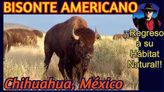 Bisontes Americanos en Chihuahua [upl. by Darken]