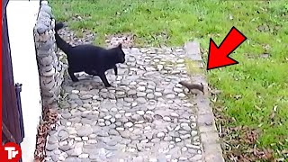 Look What Happened When This Weasel Attacked Cat [upl. by Kanter]