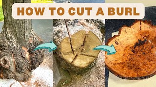 How to Properly Cut a Burl StepbyStep Instructions [upl. by Dloniger]