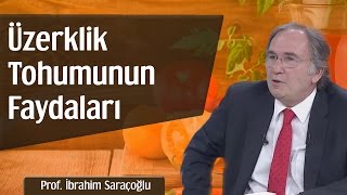 Üzerklik Tohumunun Faydaları  Prof İbrahim Saraçoğlu [upl. by Hadias]