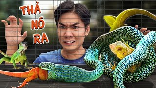 Quang BM  Rắn Nuốt Rồng Nam Mỹ 🐍 The Snake That Eats Iguana [upl. by Anerok]