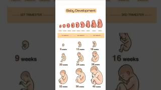 Cute baby development in moms womb week by week pregnancy 🤱❣️💯 embryonic shorts pregnanacy like [upl. by Ylellan]