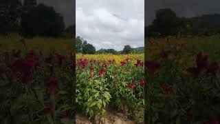 Un rincon de mexico tantoyuca ver asi es como su gente se dedican ala siembra de las flores 👍 [upl. by Emiaj438]