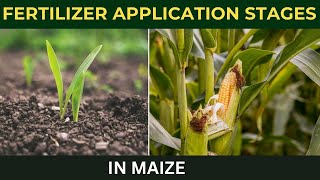 Fertilizer Application Stages in Maize [upl. by Mickey]