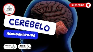 🤓Neuroanatomía del Cerebelo🤔 [upl. by Leilah267]