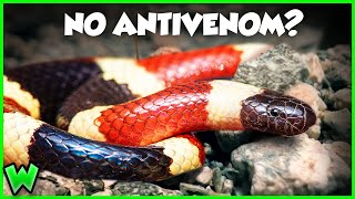 THIS is the Snake Bite to Worry About  The Coral Snake ft smetlogik [upl. by Lleryt]