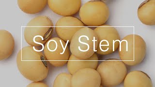 SoyStem Collagen synthesis and AntiWrinkle [upl. by Reifnnej]